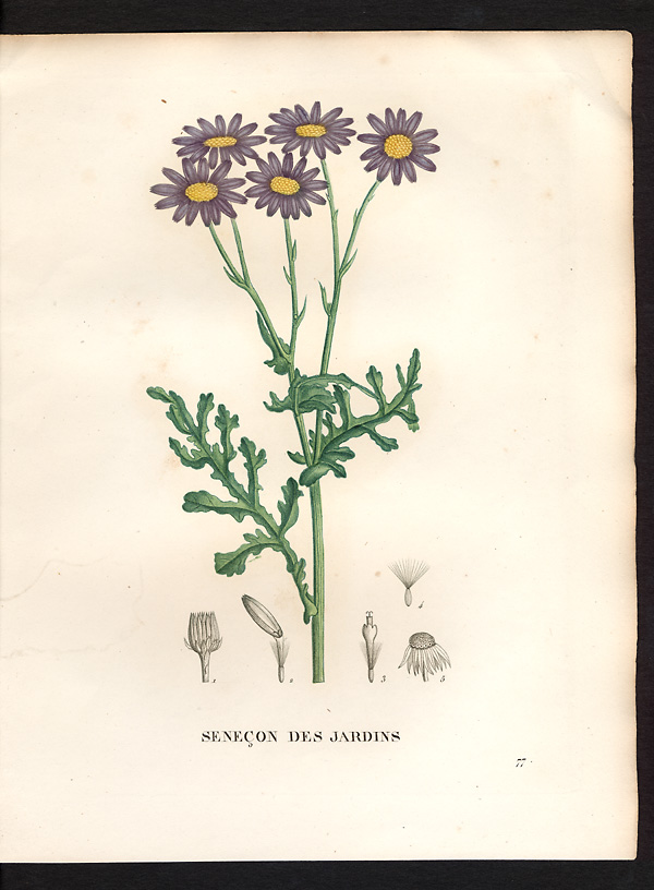 Senecio elegans