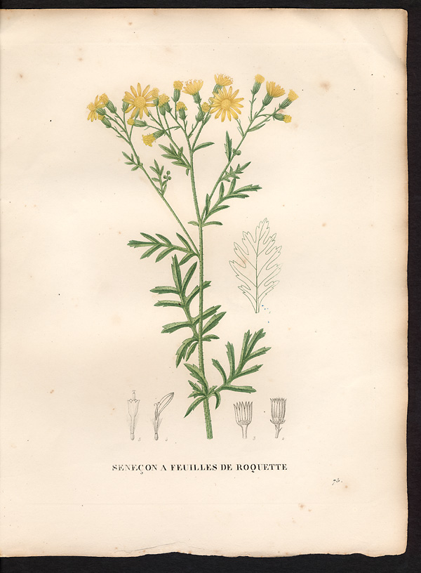 Senecio erucaefolius, senecio erucifolius