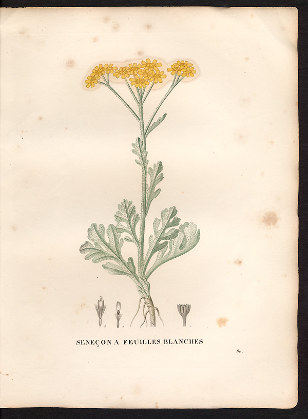 Senecio leucophyllus