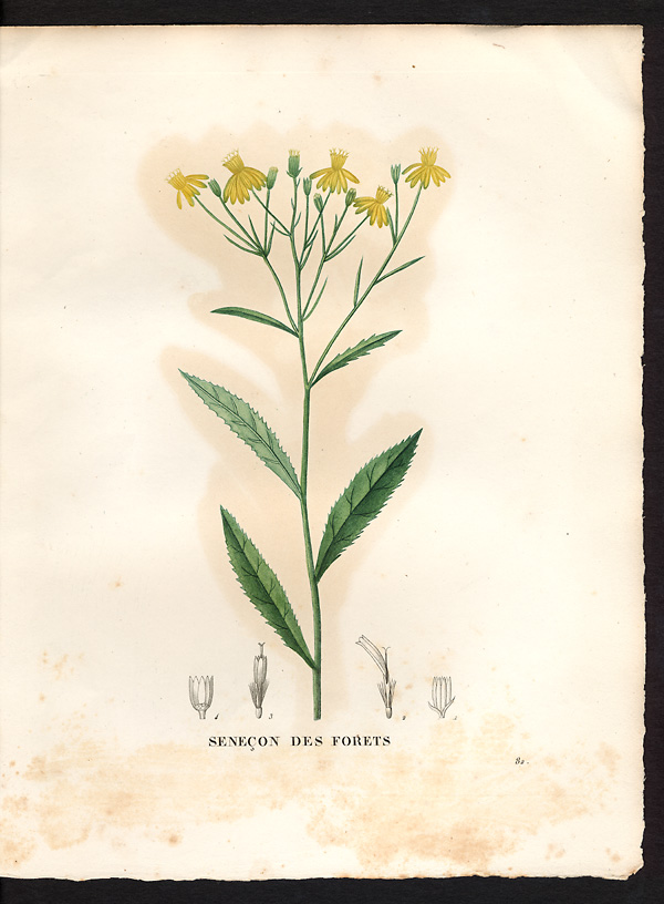 Senecio nemorensis
