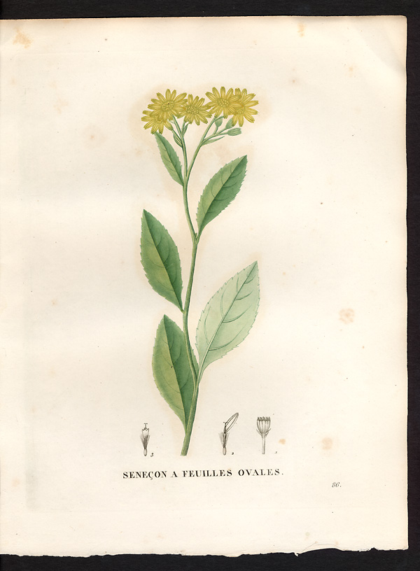Senecio ovatus