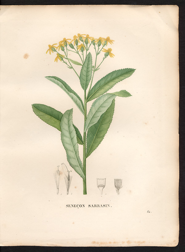 Senecio sarracenicus, senecio fluviatilis