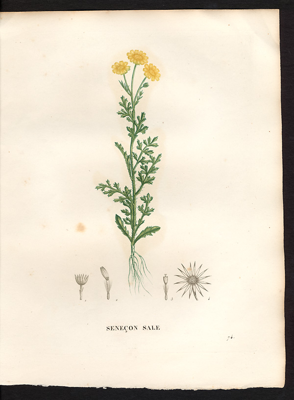 Senecio squalidus