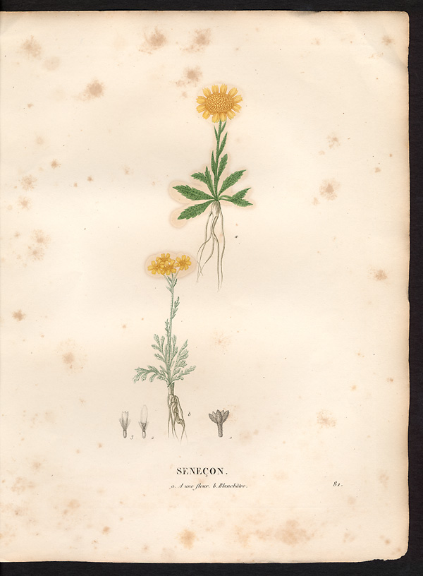 A - Séneçon à une fleur (Senecio uniflorus)