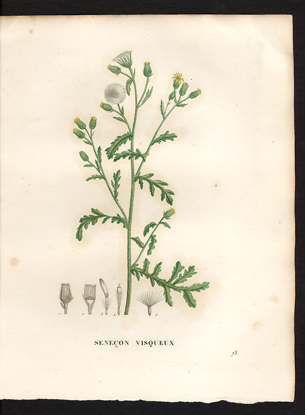 Senecio viscosus