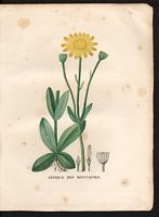 Arnica montana. Cliquer pour agrandir l'image. Arnica montana. Cliquer pour agrandir l'image.