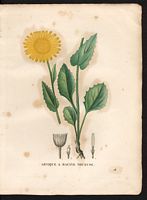 Arnica scorpioides. Doronicum grandiflorum. Cliquer pour agrandir l'image. Arnica scorpioides. Doronicum grandiflorum. Cliquer pour agrandir l'image.