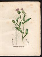 Calcitrapa aspera. Centaurea aspera. Cliquer pour agrandir l'image. Calcitrapa aspera. Centaurea aspera. Cliquer pour agrandir l'image.