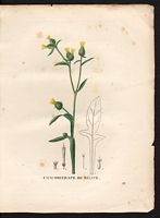 Calcitrapa melitensis. Centaurea melitensis. Cliquer pour agrandir l'image. Calcitrapa melitensis. Centaurea melitensis. Cliquer pour agrandir l'image.