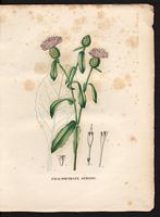 Calcitrapa seridis. Centaurea seridis. Cliquer pour agrandir l'image. Calcitrapa seridis. Centaurea seridis. Cliquer pour agrandir l'image.