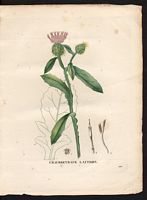 Calcitrapa sonchifolia. Centaurea sonchifolia. Cliquer pour agrandir l'image. Calcitrapa sonchifolia. Centaurea sonchifolia. Cliquer pour agrandir l'image.