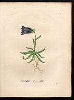 Campanula allionii. Campanula alpestris. Cliquer pour agrandir l'image. Campanula allionii. Campanula alpestris. Cliquer pour agrandir l'image.
