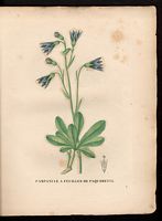 Campanula bellidisfolia. Campanula bellidifolia. Cliquer pour agrandir l'image. Campanula bellidisfolia. Campanula bellidifolia. Cliquer pour agrandir l'image.