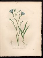 Campanula decurrens. Cliquer pour agrandir l'image. Campanula decurrens. Cliquer pour agrandir l'image.