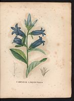 Campanula eriocarpa. Campanula latifolia. Cliquer pour agrandir l'image. Campanula eriocarpa. Campanula latifolia. Cliquer pour agrandir l'image.