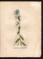 Campanula glomerata. Cliquer pour agrandir l'image. Campanula glomerata. Cliquer pour agrandir l'image.