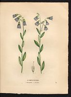 Campanule lancéolée (Campanula lanceolata). Cliquer pour agrandir l'image. Campanule lancéolée (Campanula lanceolata). Cliquer pour agrandir l'image.