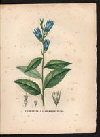 Campanula latifolia. Cliquer pour agrandir l'image. Campanula latifolia. Cliquer pour agrandir l'image.