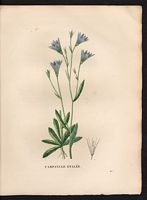 Campanula patula. Cliquer pour agrandir l'image. Campanula patula. Cliquer pour agrandir l'image.