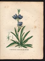Campanula persicifolia. Cliquer pour agrandir l'image. Campanula persicifolia. Cliquer pour agrandir l'image.