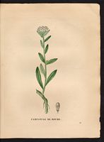 Campanula petraea. Cliquer pour agrandir l'image. Campanula petraea. Cliquer pour agrandir l'image.