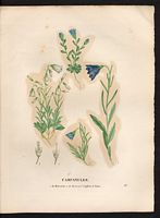 Campanule naine (Campanula pygmaea), Bourrache corse (Borago pygmaea). Cliquer pour agrandir l'image. Campanule naine (Campanula pygmaea), Bourrache corse (Borago pygmaea). Cliquer pour agrandir l'image.