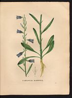 Campanula rapunculus. Cliquer pour agrandir l'image. Campanula rapunculus. Cliquer pour agrandir l'image.
