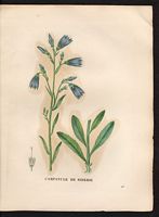 Campanula sibirica. Cliquer pour agrandir l'image. Campanula sibirica. Cliquer pour agrandir l'image.