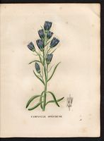 Campanula speciosa. Cliquer pour agrandir l'image. Campanula speciosa. Cliquer pour agrandir l'image.