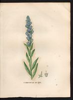 Campanula spicata. Cliquer pour agrandir l'image. Campanula spicata. Cliquer pour agrandir l'image.