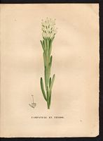 Campanula thyrsoidea. Campanula thyrsoides. Cliquer pour agrandir l'image. Campanula thyrsoidea. Campanula thyrsoides. Cliquer pour agrandir l'image.