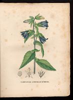 Campanula urticaefolia. Cliquer pour agrandir l'image. Campanula urticaefolia. Cliquer pour agrandir l'image.