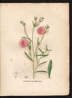 Convolulus cantabrica. Convolvulus cantabricus. Cliquer pour agrandir l'image. Convolulus cantabrica. Convolvulus cantabricus. Cliquer pour agrandir l'image.