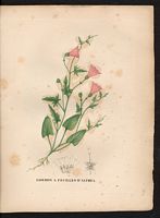 Convolvulus althaeoides. Cliquer pour agrandir l'image. Convolvulus althaeoides. Cliquer pour agrandir l'image.