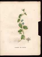 Convolvulus siculus. Cliquer pour agrandir l'image. Convolvulus siculus. Cliquer pour agrandir l'image.