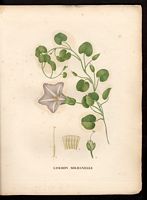Convolvulus soldanella. Calystegia soldanella. Cliquer pour agrandir l'image. Convolvulus soldanella. Calystegia soldanella. Cliquer pour agrandir l'image.