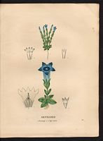Gentiane à tige courte (Gentiana acaulis). Cliquer pour agrandir l'image. Gentiane à tige courte (Gentiana acaulis). Cliquer pour agrandir l'image.