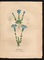 Gentiane de Bavière (Gentiana bavarica). Cliquer pour agrandir l'image. Gentiane de Bavière (Gentiana bavarica). Cliquer pour agrandir l'image.