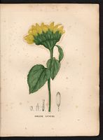 Helianthus annuus. Cliquer pour agrandir l'image. Helianthus annuus. Cliquer pour agrandir l'image.