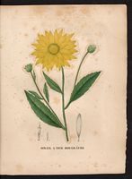 Helianthus atrorubens. Cliquer pour agrandir l'image. Helianthus atrorubens. Cliquer pour agrandir l'image.