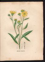 Helianthus giganteus. Cliquer pour agrandir l'image. Helianthus giganteus. Cliquer pour agrandir l'image.