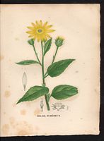 Helianthus tuberosus. Cliquer pour agrandir l'image. Helianthus tuberosus. Cliquer pour agrandir l'image.