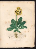 Primula auricula. Cliquer pour agrandir l'image. Primula auricula. Cliquer pour agrandir l'image.