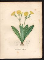 Primula elatior. Cliquer pour agrandir l'image. Primula elatior. Cliquer pour agrandir l'image.