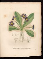 Primula grandiflora. Primula vulgaris. Cliquer pour agrandir l'image. Primula grandiflora. Primula vulgaris. Cliquer pour agrandir l'image.