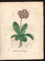 Primula marginata. Cliquer pour agrandir l'image. Primula marginata. Cliquer pour agrandir l'image.