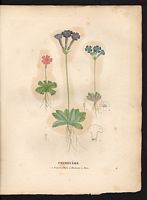 Primevère rose (Primula minima). Cliquer pour agrandir l'image. Primevère rose (Primula minima). Cliquer pour agrandir l'image.