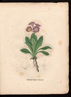 Primula villosa. Cliquer pour agrandir l'image. Primula villosa. Cliquer pour agrandir l'image.