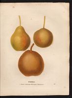 Pyrus communis. Cliquer pour agrandir l'image. Pyrus communis. Cliquer pour agrandir l'image.