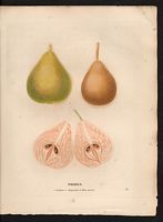Pyrus communis. Cliquer pour agrandir l'image. Pyrus communis. Cliquer pour agrandir l'image.